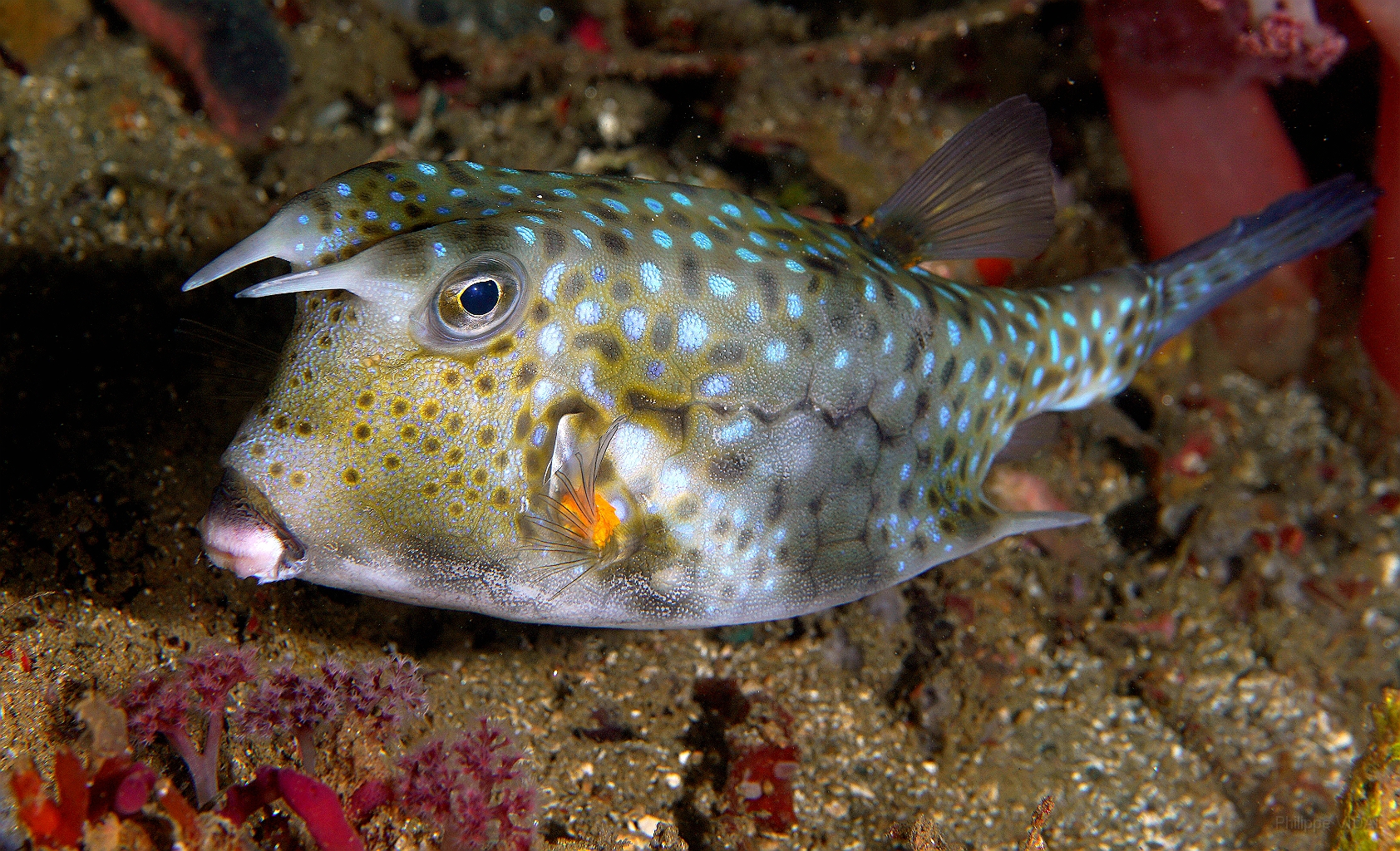 Banda Sea 2018 - DSC05596_rc - Longhorn cowfish - poisson vache a longues cornes - Lactoria cornuta.jpg